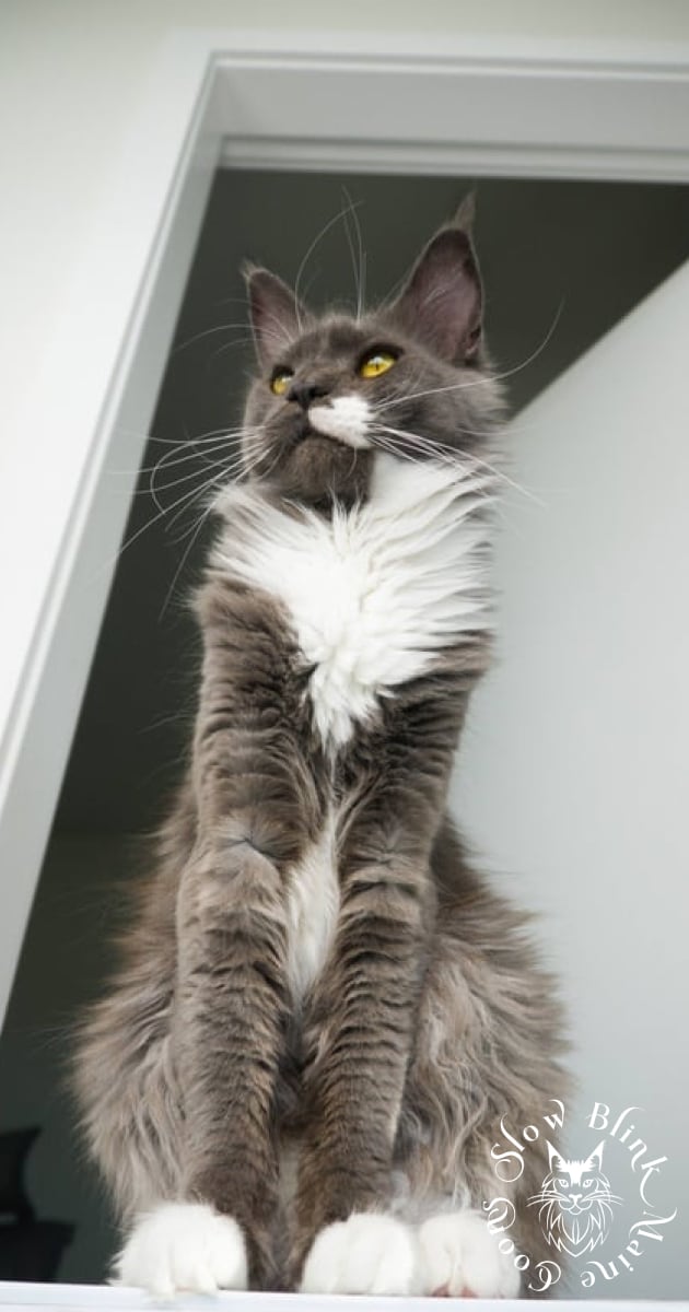 Madame Sweet - Female Blue Smoke Bi-Color (as 03) Maine Coon Cat