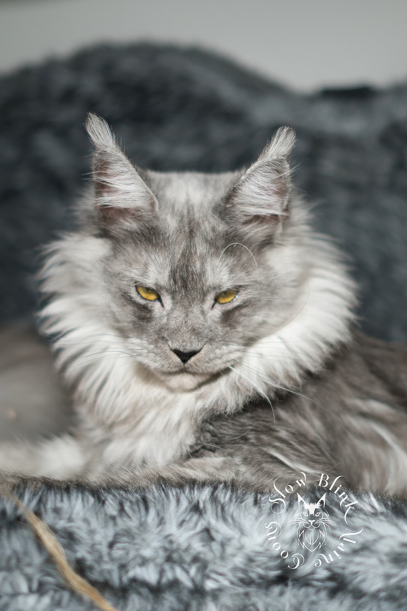 Nemesis - Female High Black Smoke Maine Coon (ns) Polydactyl Maine Coon Cat