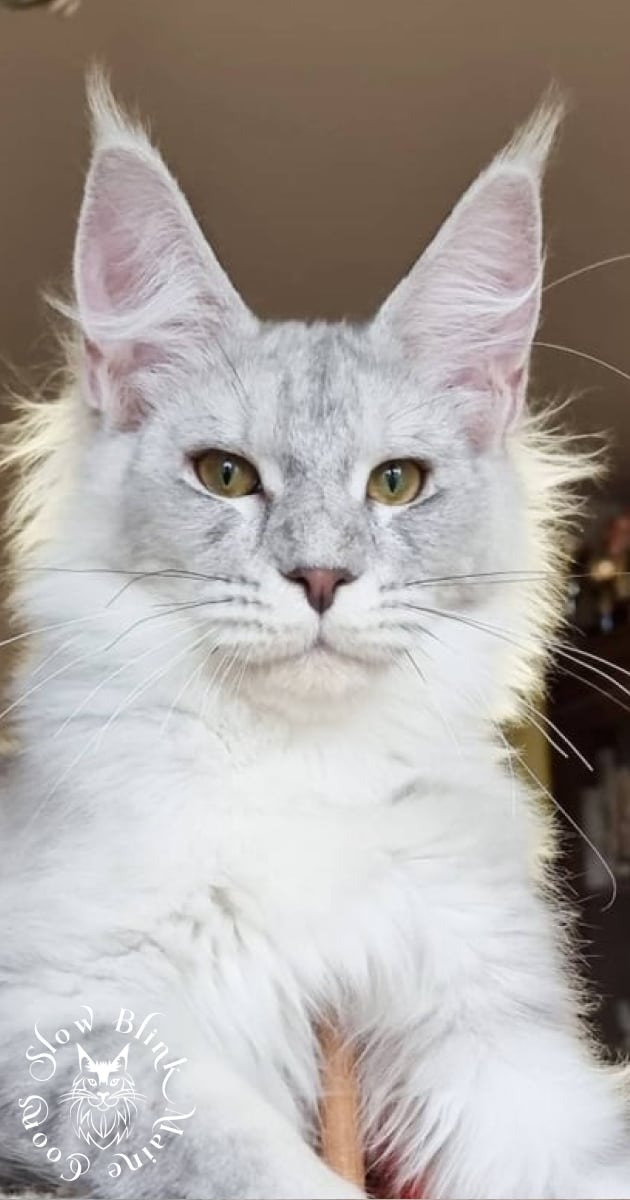 Wizard - Male High Silver Blue Tabby (as 21) Maine Coon Cat