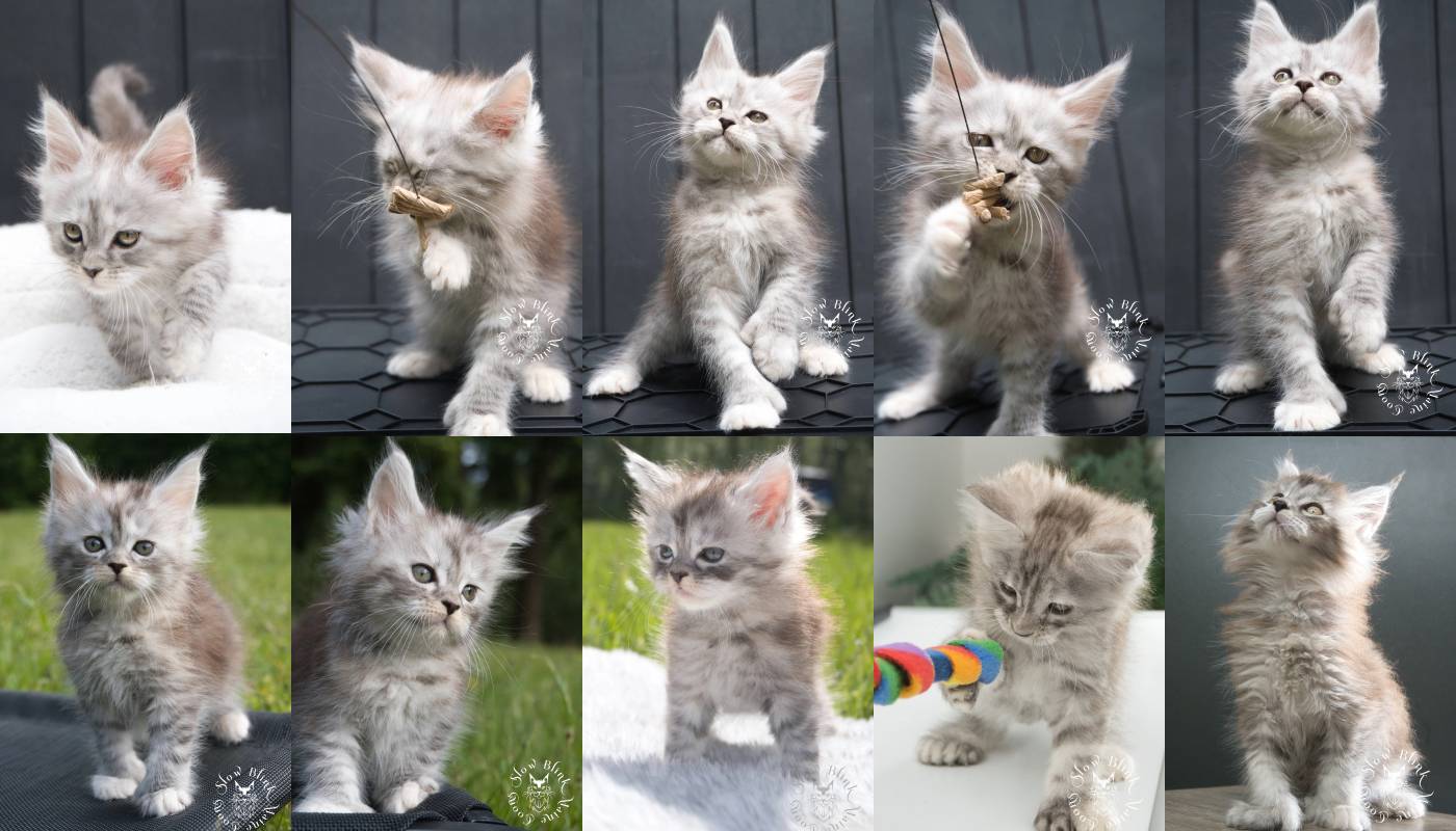 High Silver Torbie Maine Coon Kittens | SlowBlink