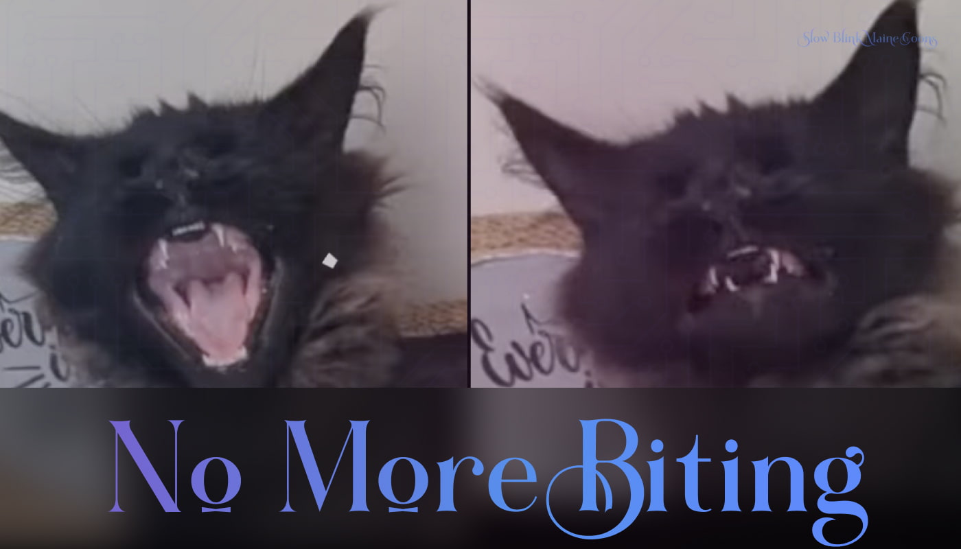 Maine Coon Biting Fix | SlowBlink Maine Coons